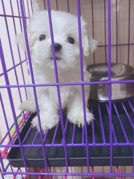 cuccioli di maltese bianco | Foto 0