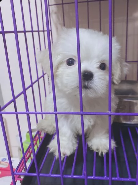cuccioli di maltese bianco