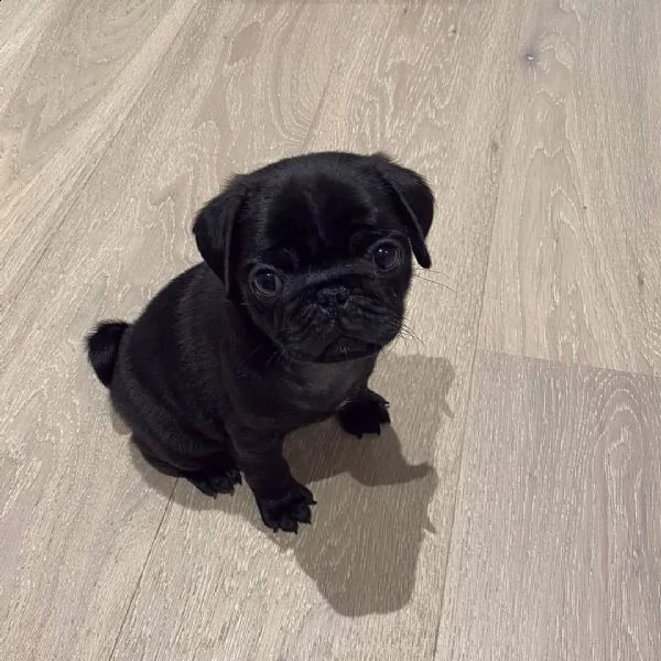 cuccioli carlini d tre mesi | Foto 0