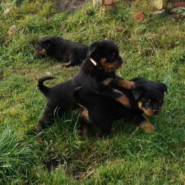 cuccioli di rottweiler disponibili | Foto 4