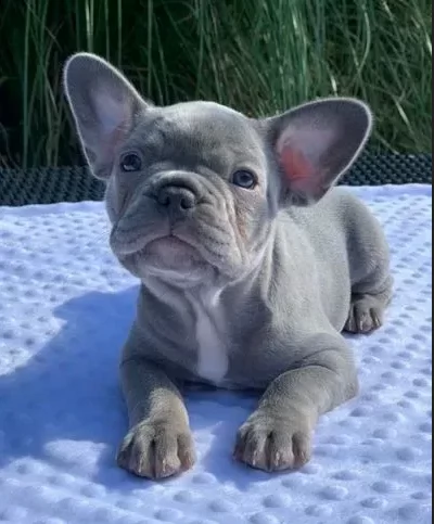 bouledogue francese colori esotici