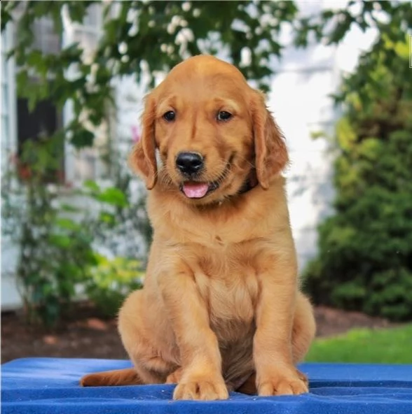  bellissimi cuccioli di golden retriever femmine e maschi 
