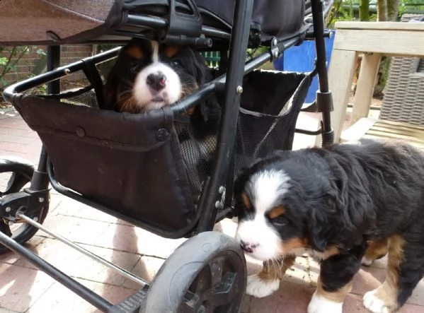 cucciolo di bovaro del bernese | Foto 6