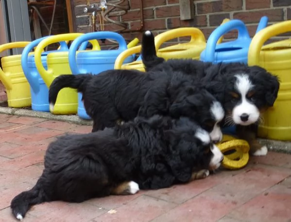 cucciolo di bovaro del bernese | Foto 5