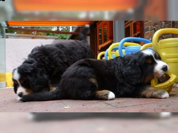 cucciolo di bovaro del bernese | Foto 4