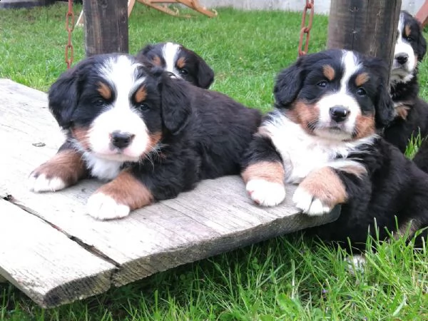 cucciolo di bovaro del bernese
