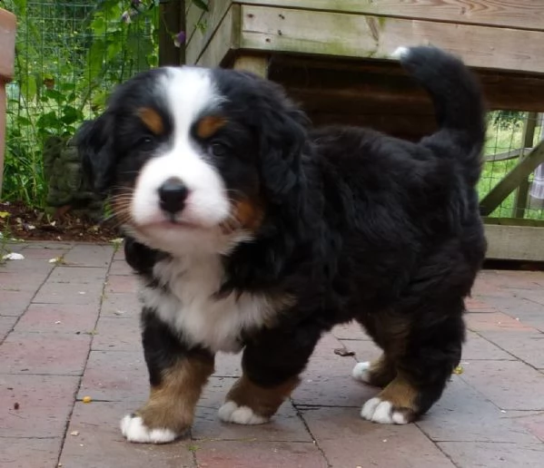 cucciolo di bovaro del bernese | Foto 3