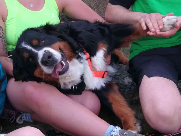 cucciolo di bovaro del bernese | Foto 2