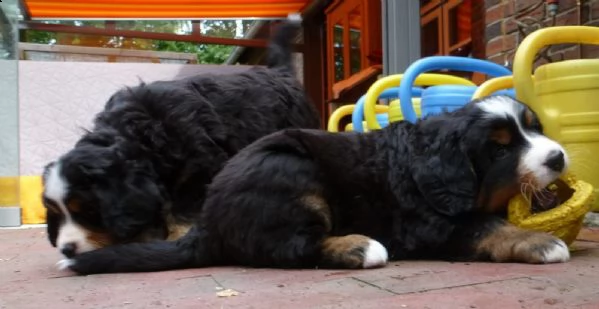cucciolo di bovaro del bernese | Foto 1