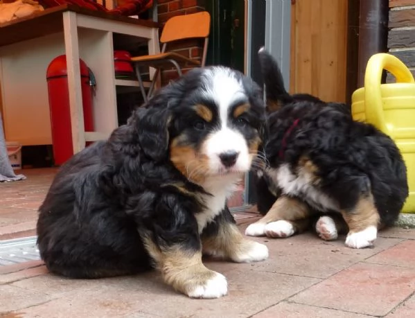 cucciolo di bovaro del bernese | Foto 0