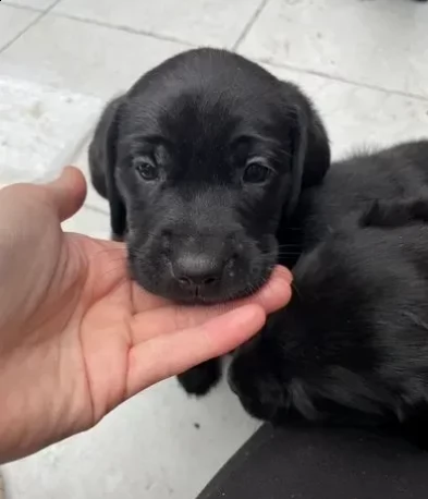 cuccioli pointer