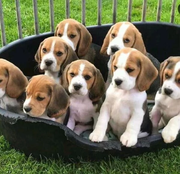 bellissimi cuccioli di beagle