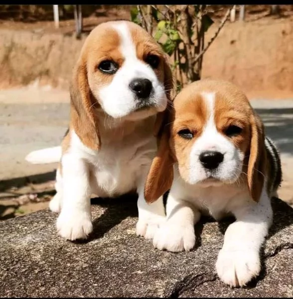 bellissimi cuccioli di beagle | Foto 0