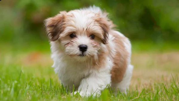 email  arwenbrades10atgmailcom cuccioli di havanese siamo urgentemente alla ricerca di una nuova ca