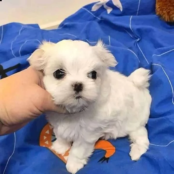 cuccioli di maltesi molto piccoli