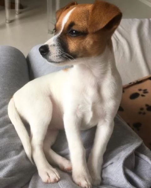  regalo cuccioli di razza pura jack russel tutti i documenti sono disponibili di contattarci per ul