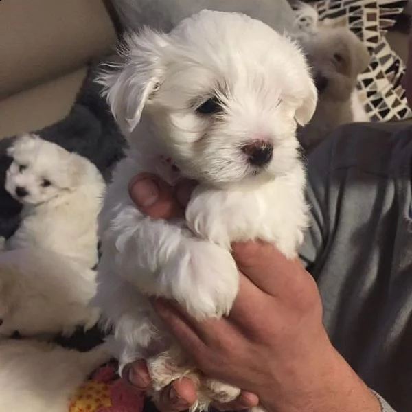 cuccioli di maltese taglia toy