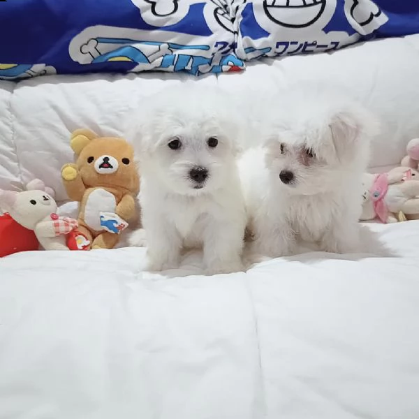 maltese maschio e femmina | Foto 0