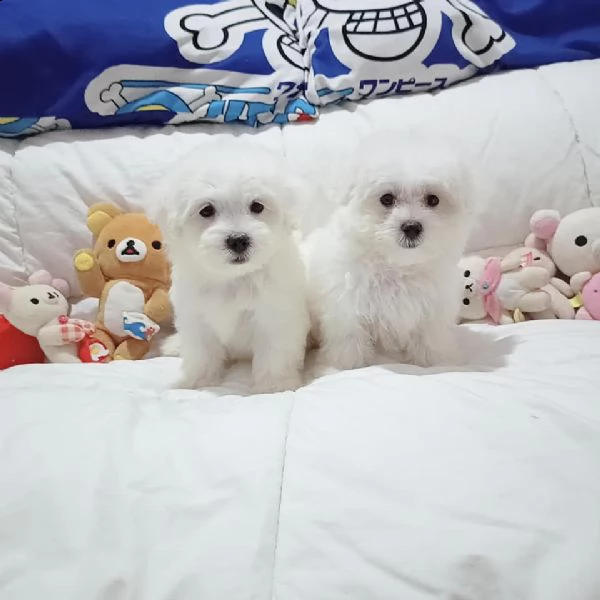 maltese maschio e femmina