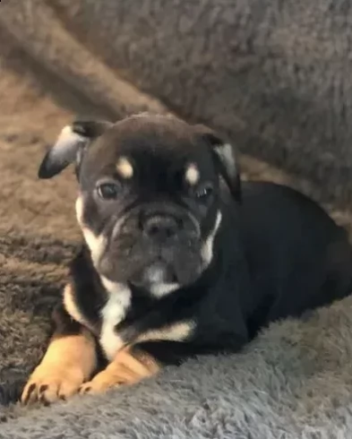 cuciolo di bulldog 