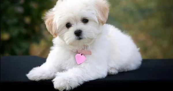  regalo allevamento maltesi taglia mini toy ho bellissimi cuccioli maltese pronti per loro nuove cas