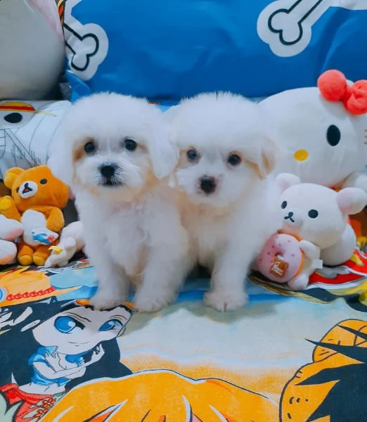 bianchissimi cucciolini maltese | Foto 0