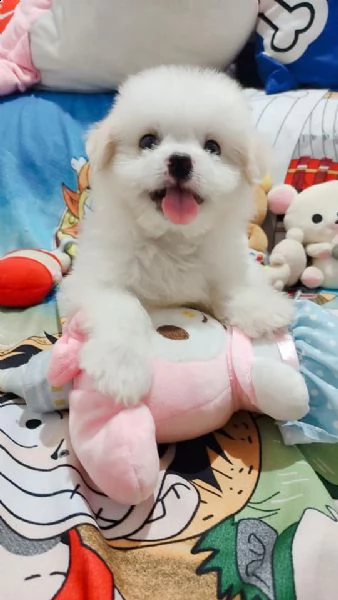 bianchissimi cucciolini maltese
