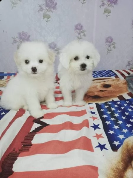maltesi piccoli piccoli taglia piccoli | Foto 0