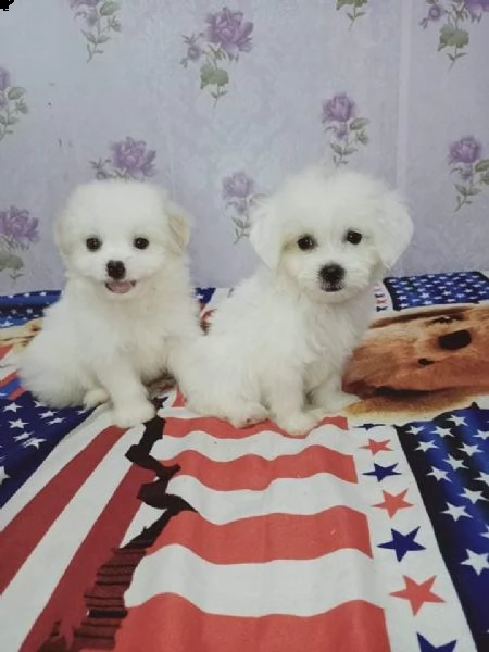 maltesi piccoli piccoli taglia piccoli