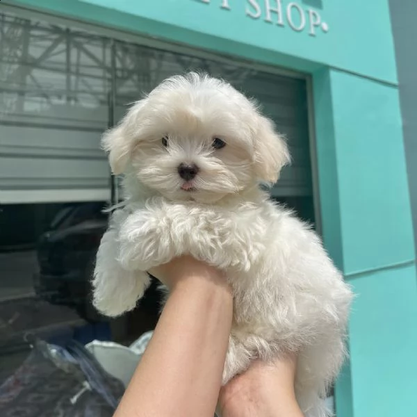 disponibili cuccioli di maltese toy