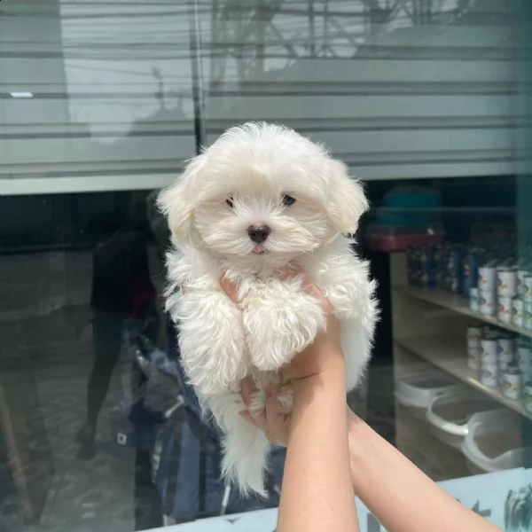 disponibili cuccioli di maltese toy | Foto 0