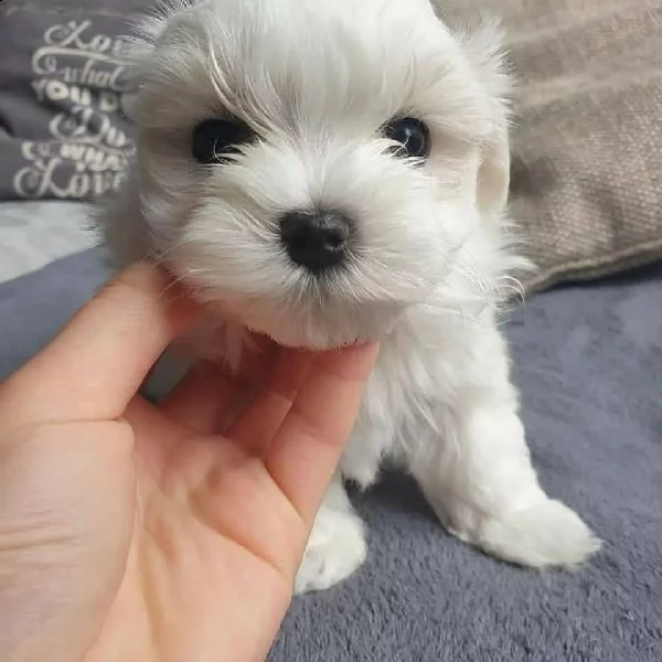 due cuccioli di maltese | Foto 0