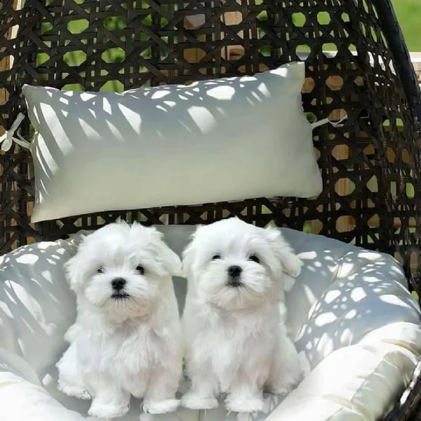 due cuccioli di maltese
