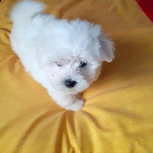 cuccioli di razza maltese tre mesi | Foto 0