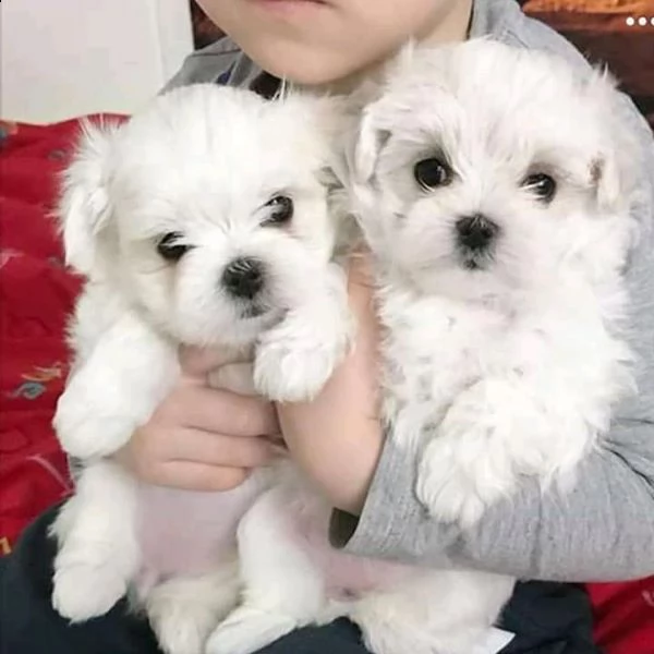 maltese toy bianco maschio e femmina | Foto 0