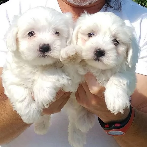 maltese toy bianco maschio e femmina