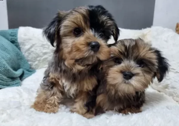 cuccioli di yorshire