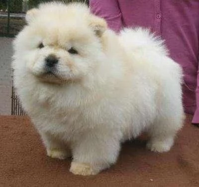 bellissimi cuccioli di chow chow maschiofemmina dolce chow di 60 giorni circa con microchip due vac