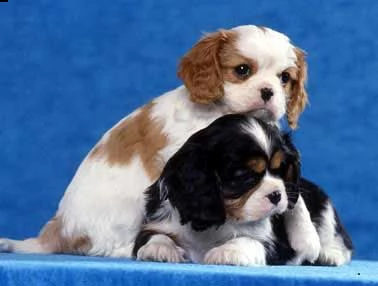 disponibili cuccioli di cavalier king  nati e cresciuti in ambiente domestico e abituati ai bambini