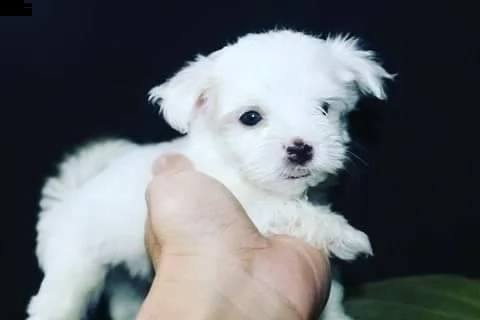 bianchissimi cucciolini maltese | Foto 0