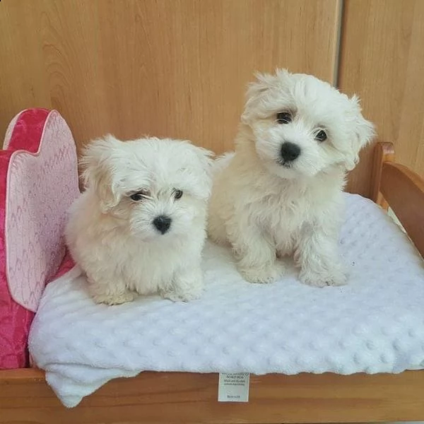 disponibili cuccioli di maltese toy | Foto 0