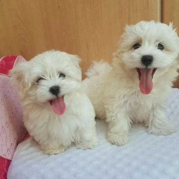 disponibili cuccioli di maltese toy