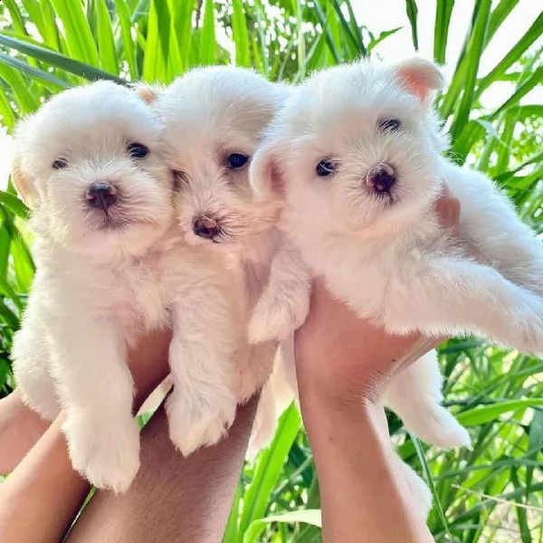 cuccioli maltesi toy | Foto 0