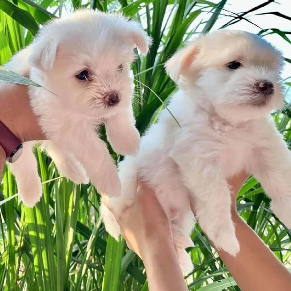 cuccioli maltesi toy