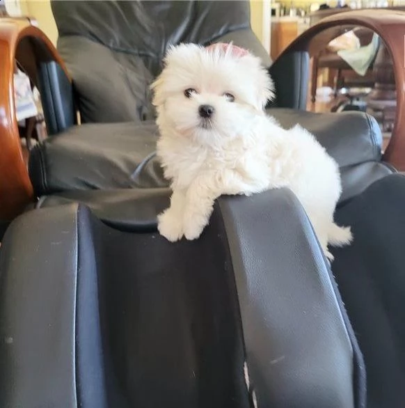 bellissimi cuccioli di maltese | Foto 0