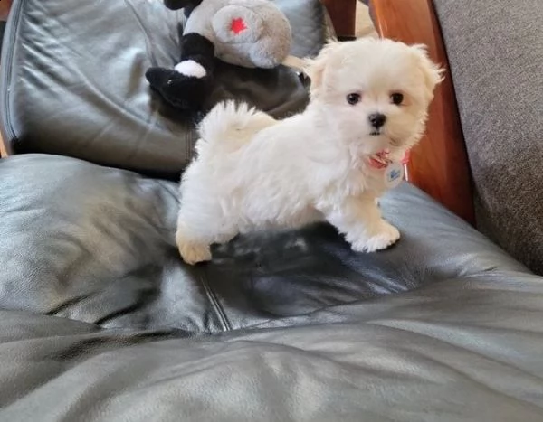 bellissimi cuccioli di maltese