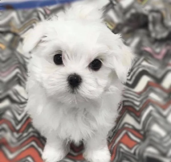cuccioli di razza maltese tre mesi | Foto 0