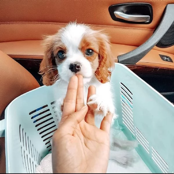  cavalier    king animali domestici del cavalier king charles hanno avuto una bellissima cucciolata 