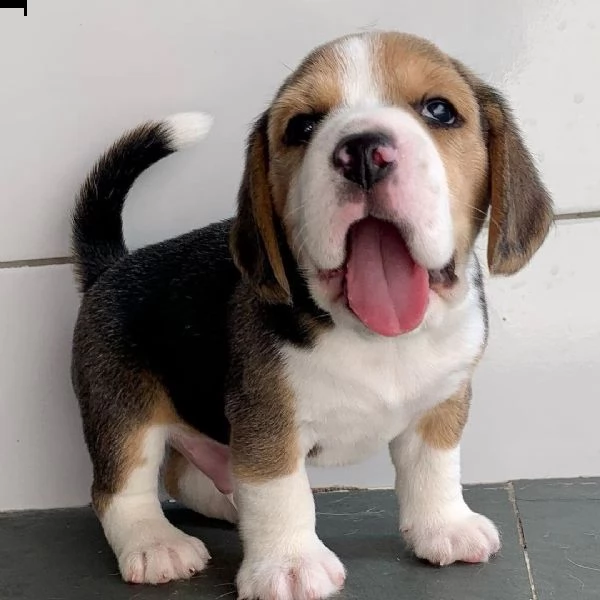 regalo beagle cuccioli meravigliosi  