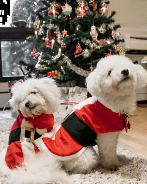 regalo bolognese cuccioli meravigliosi   | Foto 0